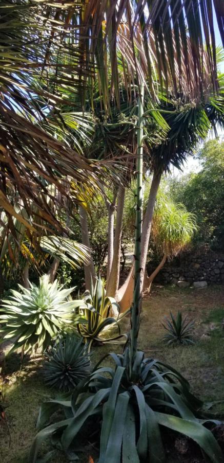 Appartamento La Casita De La Vega Icod De Los Vinos Esterno foto