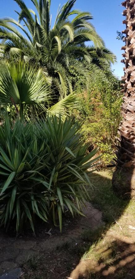Appartamento La Casita De La Vega Icod De Los Vinos Esterno foto